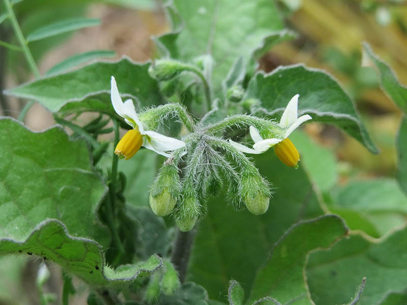 Obična pomoćnica – Solanum nigrum u povrtarstu - Slika 4