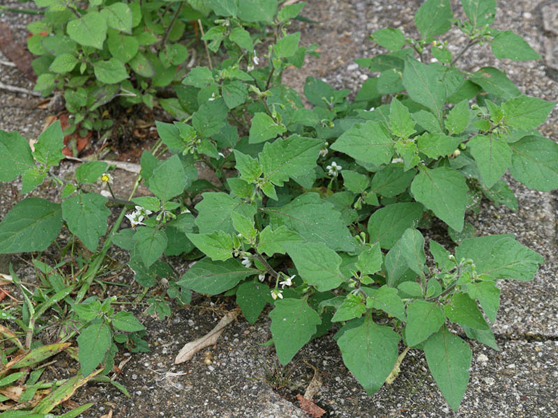 Obična pomoćnica – Solanum nigrum u povrtarstu - Slika 3