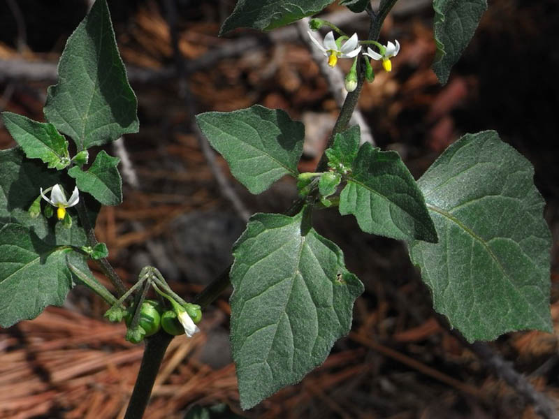 Obična pomoćnica – Solanum nigrum u povrtarstu - Slika 1
