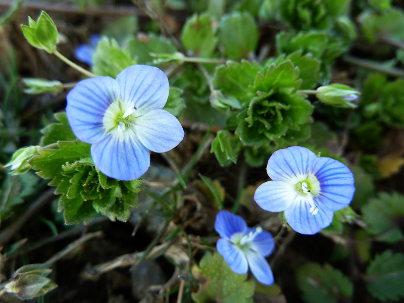 Čestoslavica – Veronica persica u ratarstvu - Slika 1