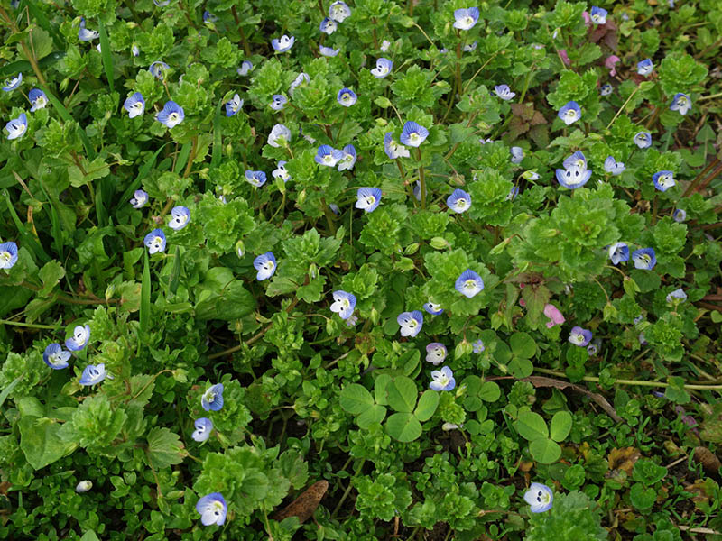 Čestoslavica – Veronica persica	u povrtarstvu - Slika 4