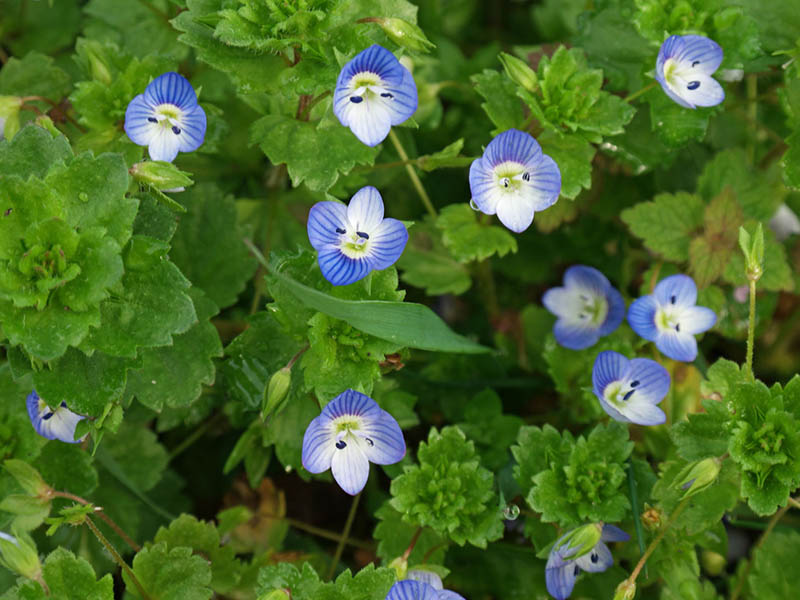 Čestoslavica – Veronica persica	u povrtarstvu - Slika 3