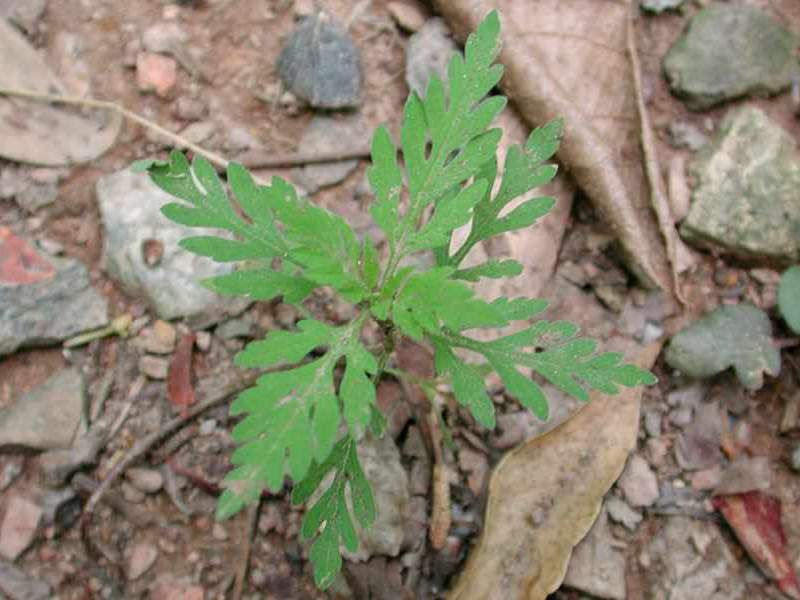 Ambrozija -  Abrosia artemisiifolia u povrtarstvu - Slika 2