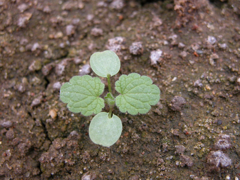 Crvena mrtva kopriva – Lamium purpureum - Slika 2