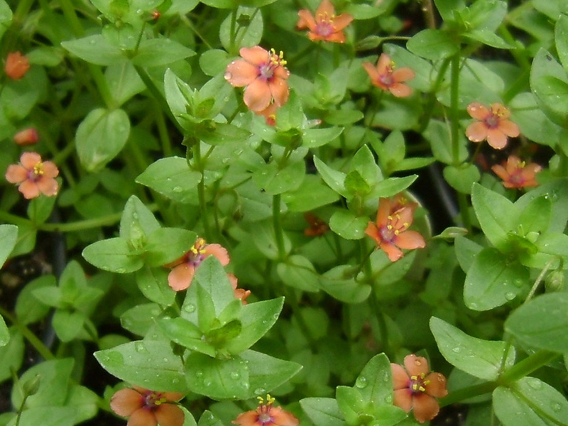 Crvena vidovčica – Anagallis arvensis u povrtarstvo - Slika 2