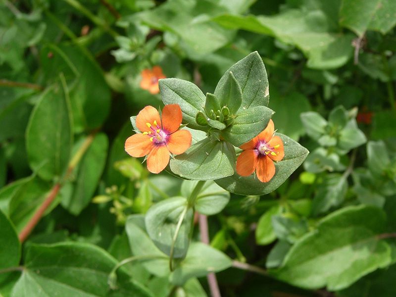 Crvena vidovčica – Anagallis arvensis u povrtarstvo - Slika 1