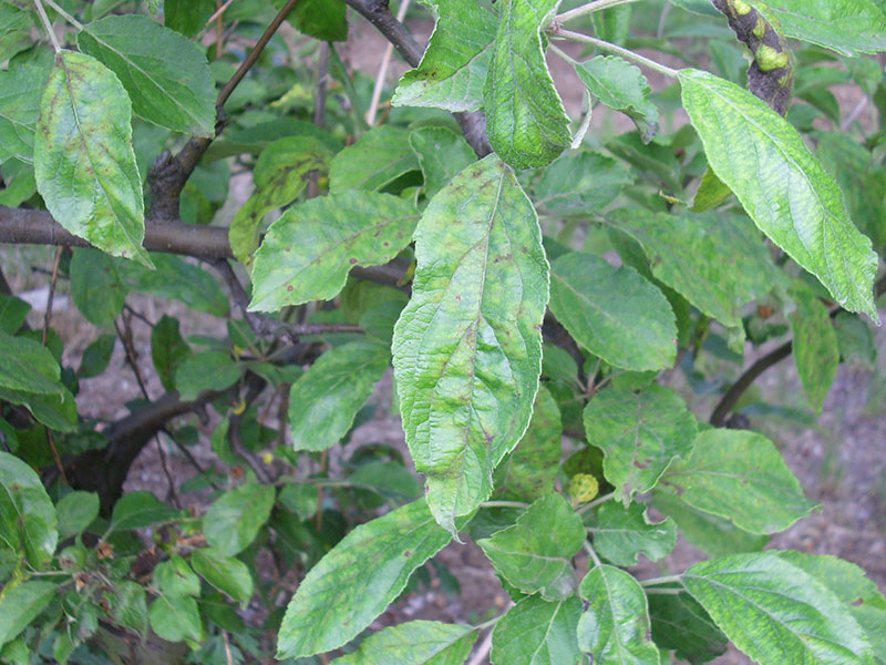 Venturia (pegavost i krastavost) jabuke - Venturia inaequalis - Slika 4