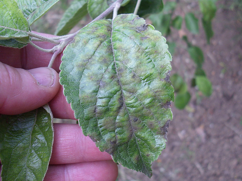 Venturia (pegavost i krastavost) jabuke - Venturia inaequalis - Slika 3