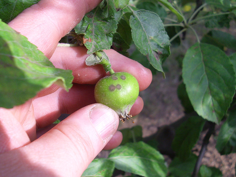 Venturia (pegavost i krastavost) jabuke - Venturia inaequalis - Slika 2