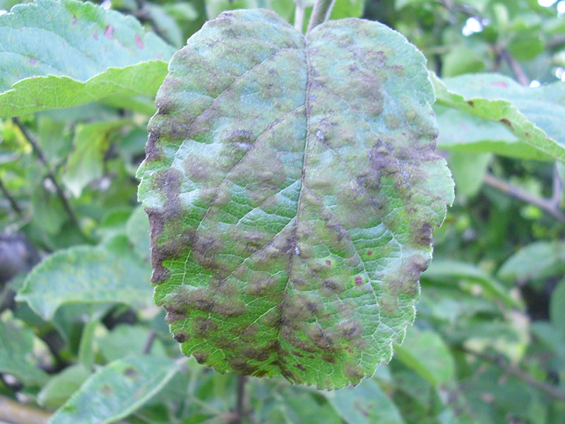 Venturia (pegavost i krastavost) jabuke - Venturia inaequalis - Slika 1