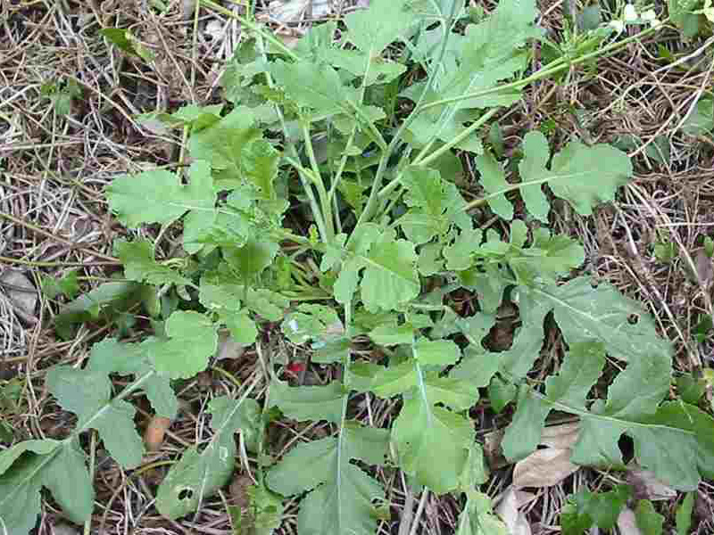 Divlja rotkva – Raphanus raphanistrum u ratarstvu