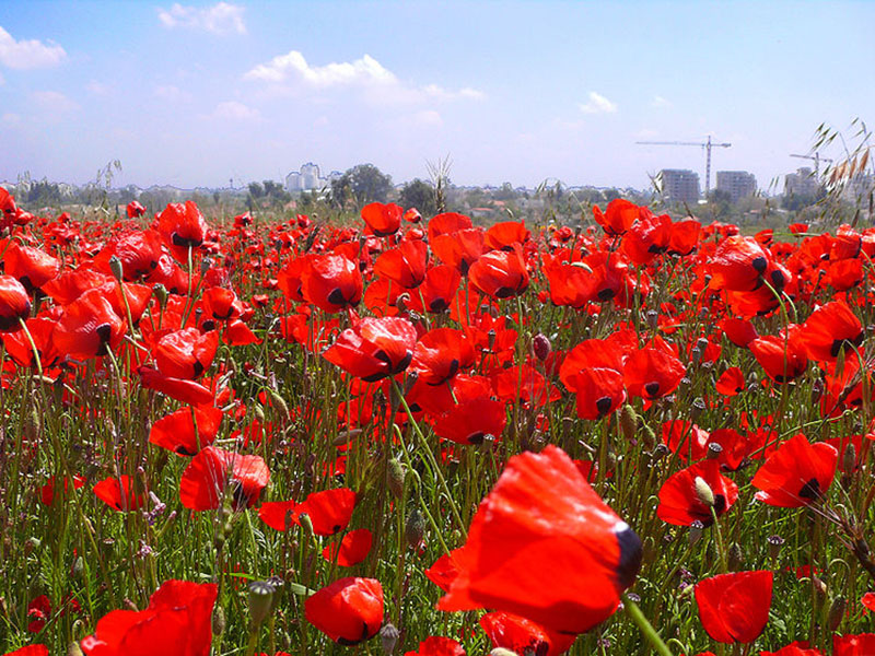 Divlji mak – Papaver rhoeas u povrtarstvu - Slika 1