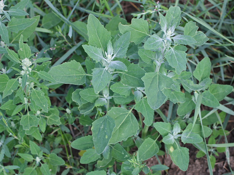 Obična pepeljuga – (Ch. album) u povrtarstvu