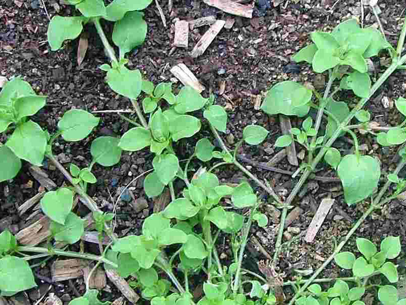 Obična mišjakinja – Stellaria media u povrtarstvu