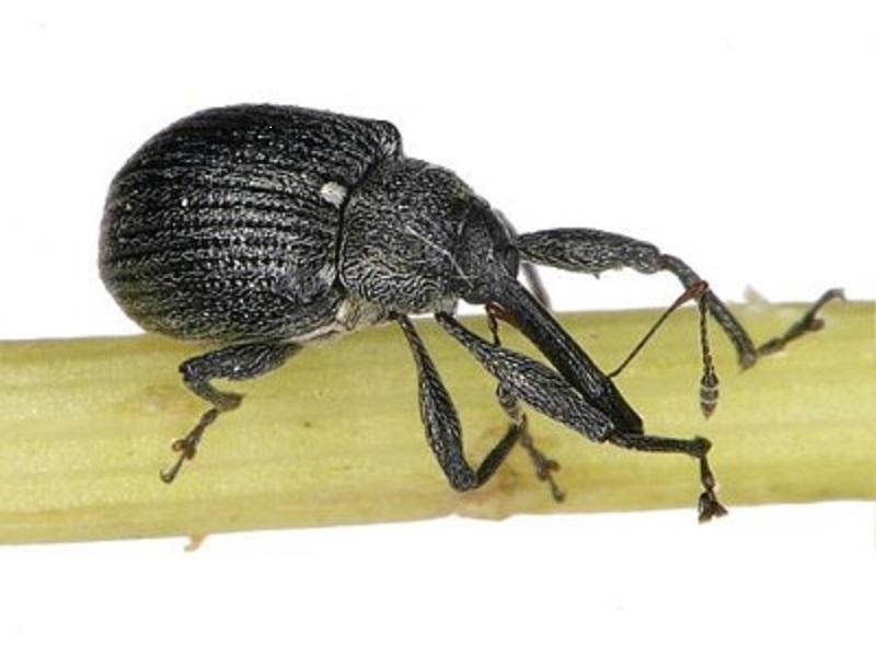 Jagodin i malinin cvetojed - Anthonomus rubi