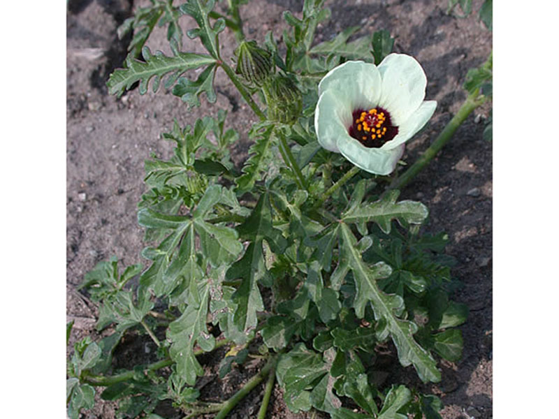 Njivska lubeničarka – Hibiscus trionum u ratarstvu - Slika 1