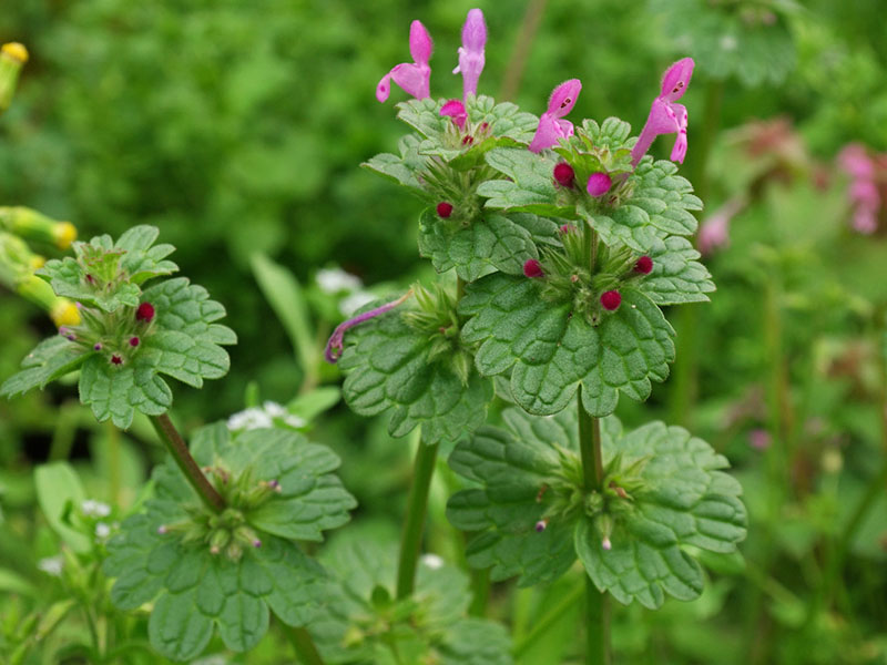 Njivska mrtva kopriva – Lamium amplexicaule u ratarstvu - Slika 1