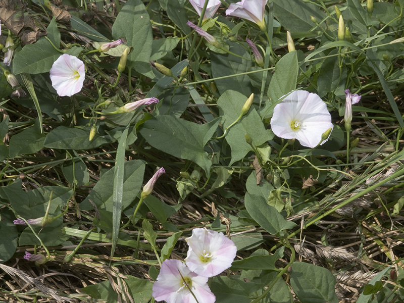 Njivski poponac – Convolvulus arvensis u ratarstvu - Slika 1