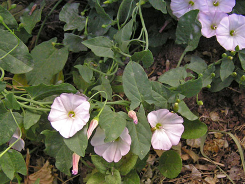 Njivski poponac – Convolvulus arvensis  u povrtarstvu - Slika 2