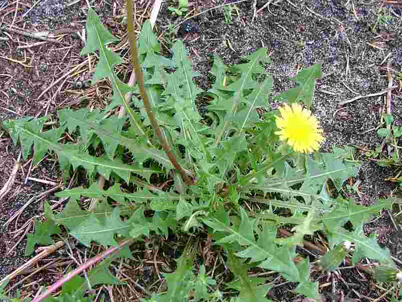 Obični maslačak - Taraxacum officinale u ratarstvu - Slika 2