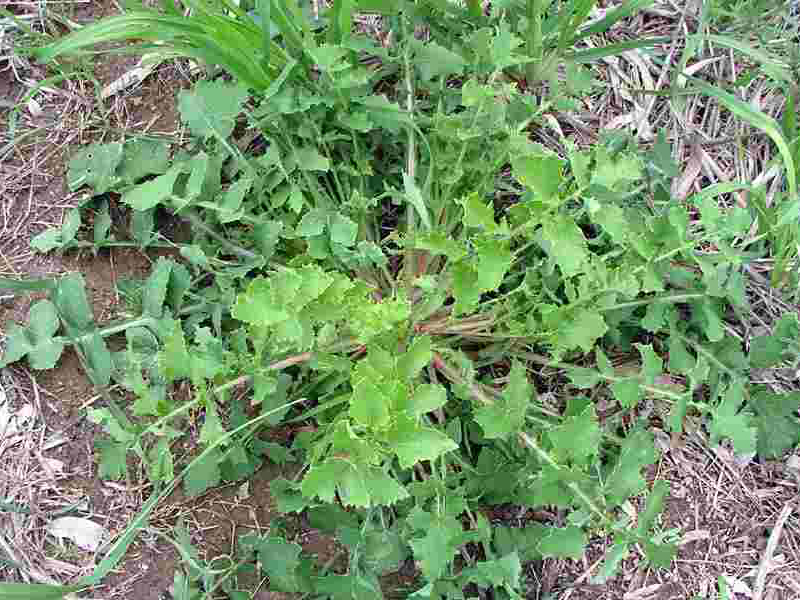 Obična gorčika – Sonchus oleraceus u voćnjacima - Slika 2