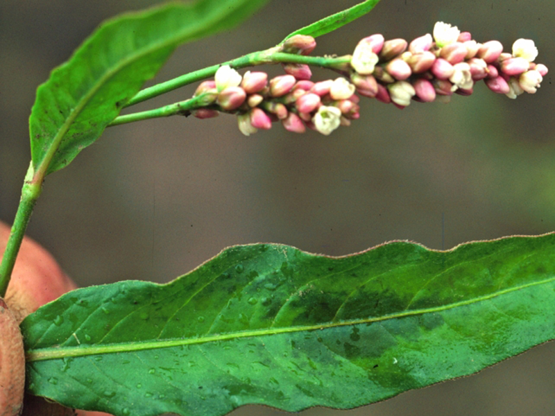 Obični i veliki dvornik – Polygonum spp u povrtarstvu - Slika 3