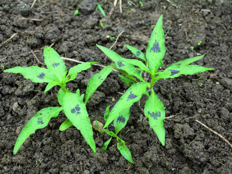 Obični i veliki dvornik – Polygonum spp u povrtarstvu - Slika 1