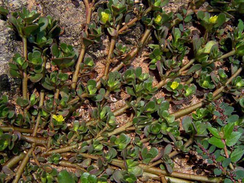 Obični tušt – Portulaca oleracea u ratarstvu - Slika 3
