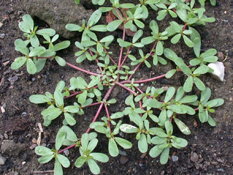 Obični tušt – Portulaca oleracea u ratarstvu - Slika 2