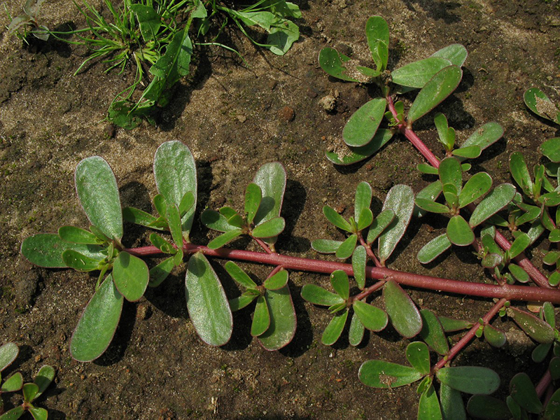 Obični tušt – Portulaca oleracea u povrtarstvu