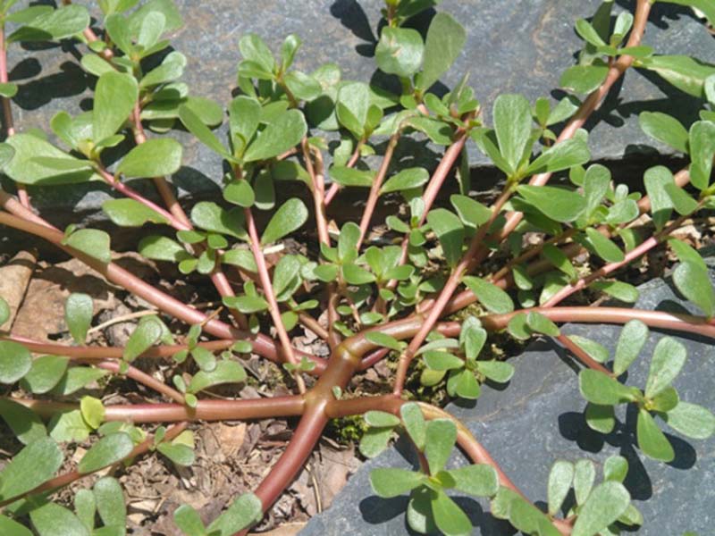 Obični tušt – Portulaca oleracea u povrtarstvu - Slika 1