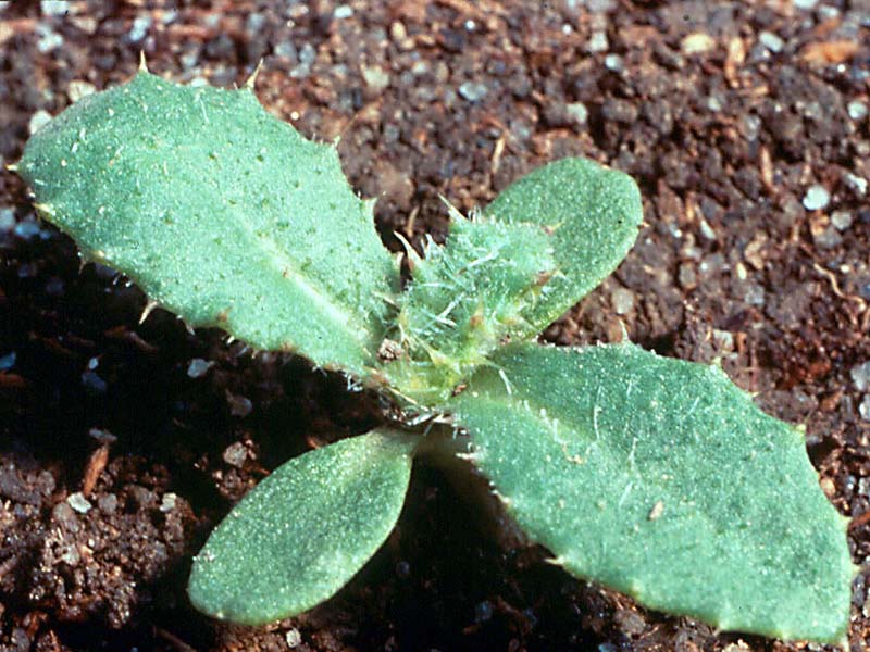 Njivska palamida – Cirsium arvense u povrtarstvu - Slika 1