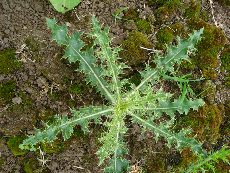 Njivska palamida – Cirsium arvense u vinogradarstvu