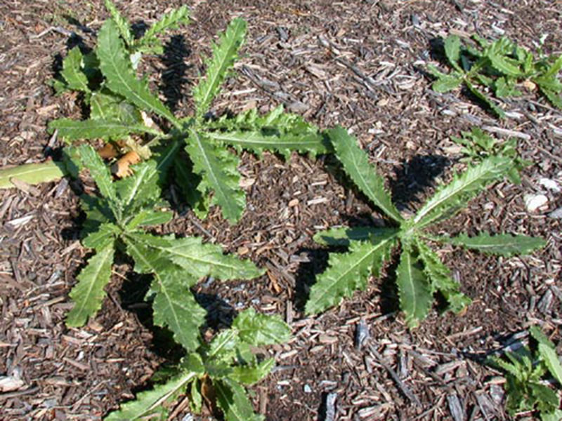 Njivska palamida – Cirsium arvense u vinogradarstvu - Slika 4