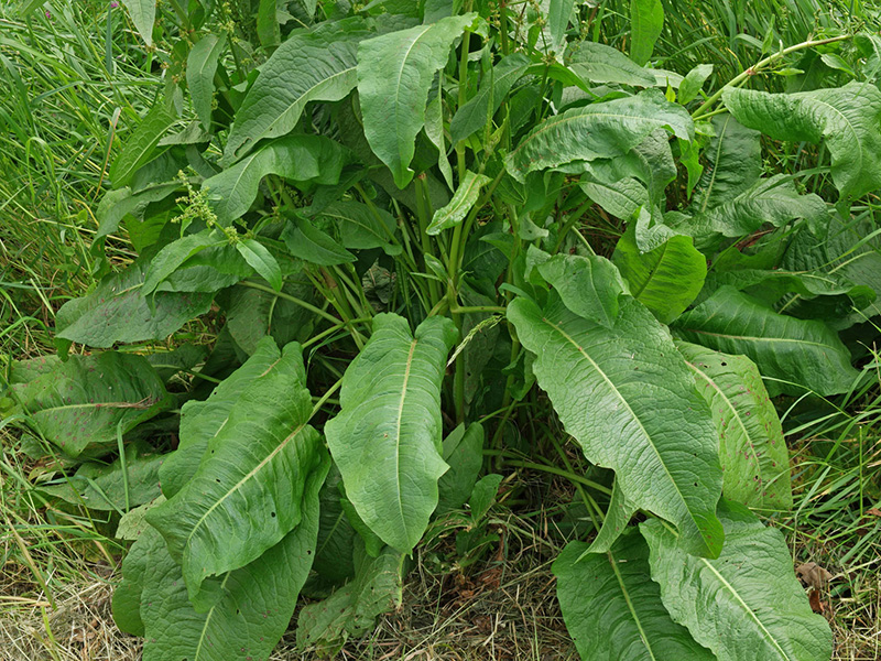Štavelj - Rumex obtusifolius u ratarstvu - Slika 3