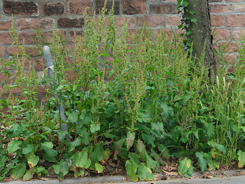 Štavelj - Rumex obtusifolius u ratarstvu - Slika 2