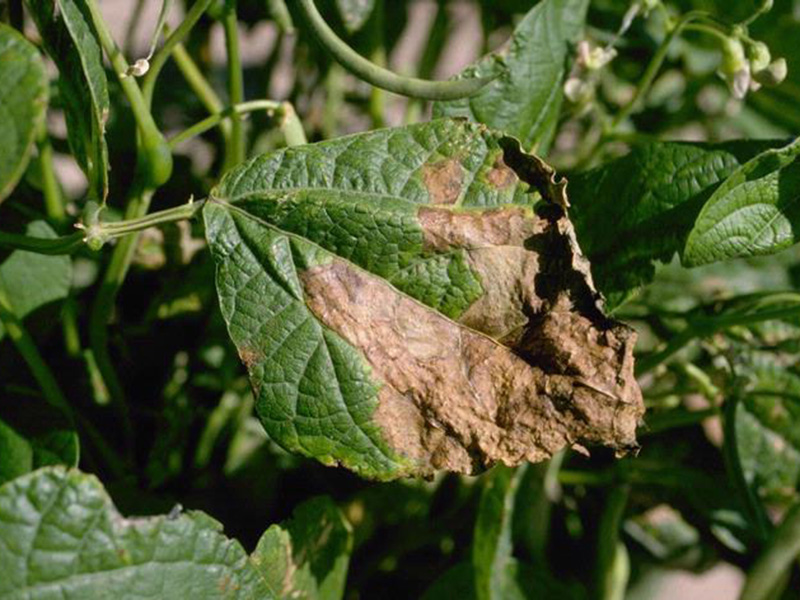 Bakterijska pegavost lišća (Xanthomonas phaseoli)