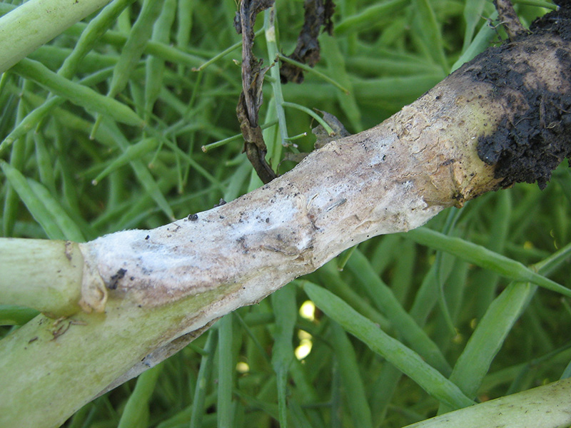 Bela trulež repice (Sclerotinia sclerotiorum) - Slika 3