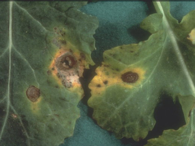 Crna pegavost uljane repice (Alternaria brassicae)