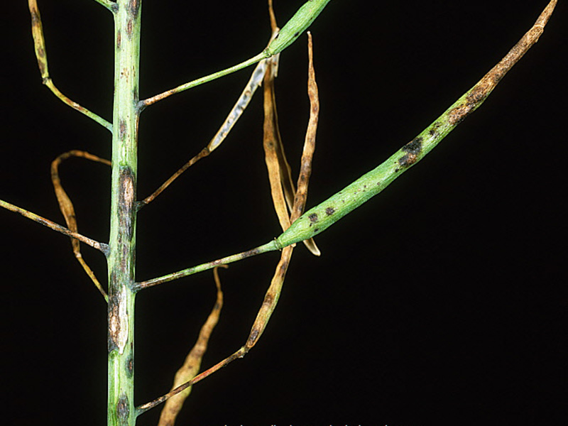 Crna pegavost uljane repice (Alternaria brassicae) - Slika 4