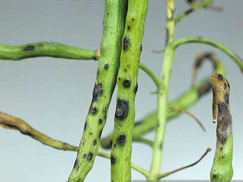 Crna pegavost uljane repice (Alternaria brassicae) - Slika 3