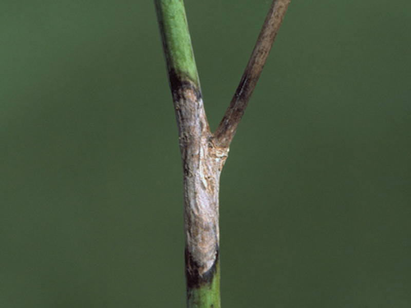 Crna pegavost uljane repice (Alternaria brassicae) - Slika 2