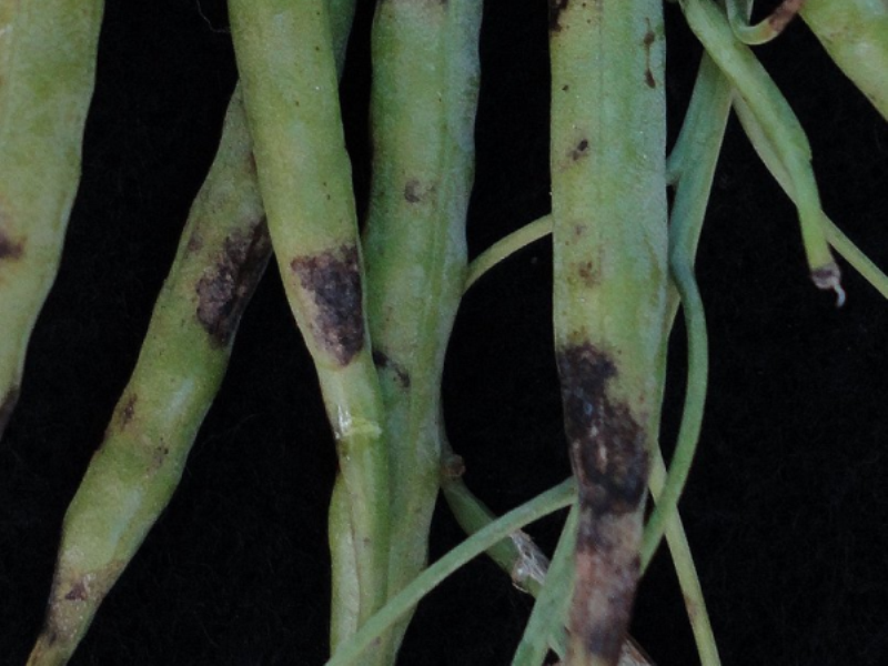Crna pegavost uljane repice (Alternaria brassicae) - Slika 1