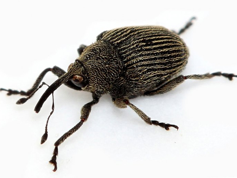 Crna repičina pipa (Ceuthorrhynchus picitarsis) - Slika 4