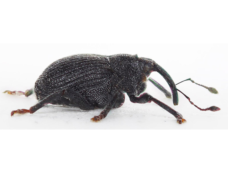 Crna repičina pipa (Ceuthorrhynchus picitarsis) - Slika 3