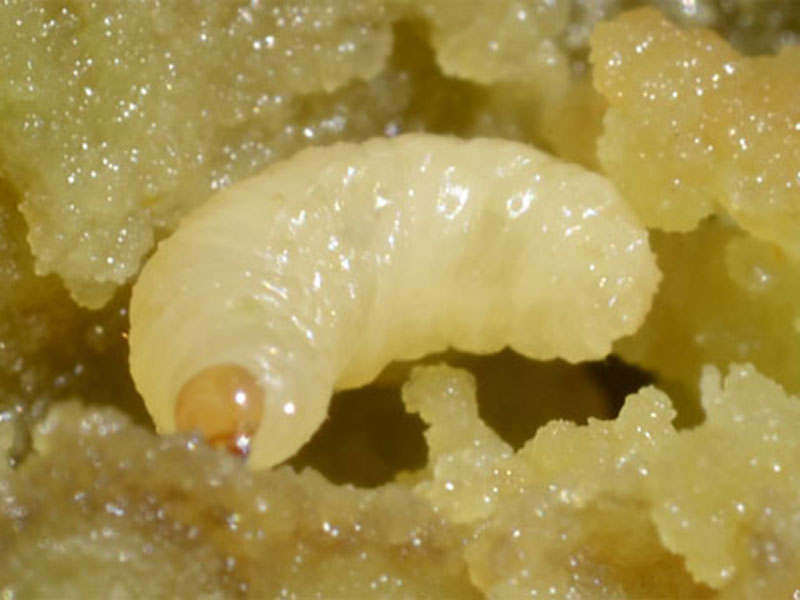 Crna repičina pipa (Ceuthorrhynchus picitarsis) - Slika 2