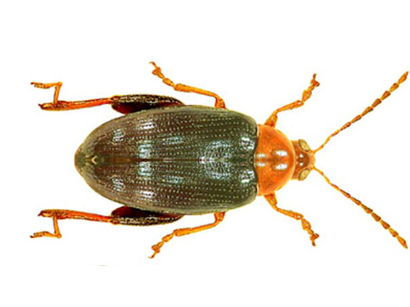 Crvenoglavi repičin buvač (Psylliodes chrysocephala) - Slika 2