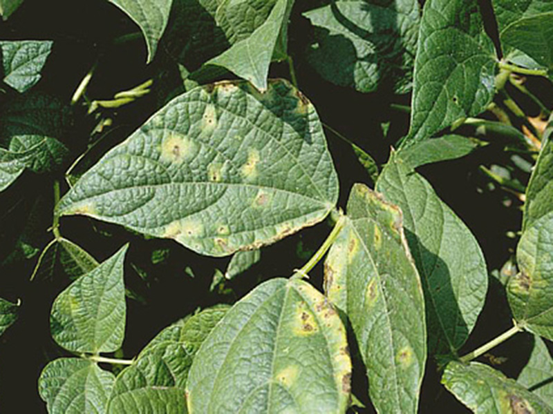 Oreolna pegavost lišća (Pseudomonas phaseoli)