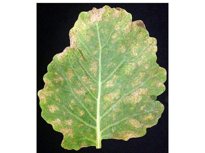 Plamenjača uljane repice (Pernospora brassicae) - Slika 3