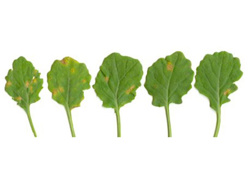 Plamenjača uljane repice (Pernospora brassicae) - Slika 2